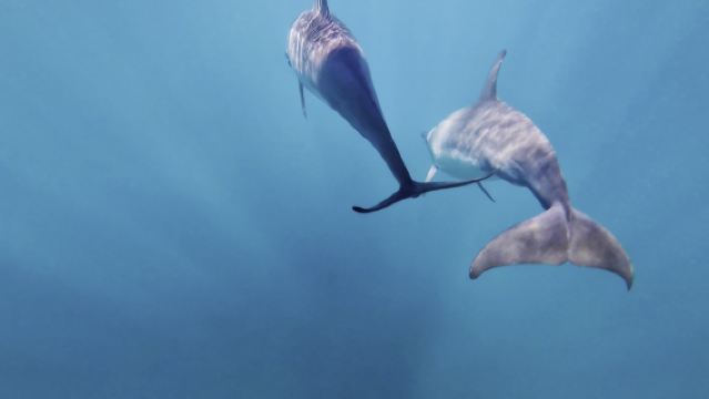 Fiji Dolphin Bay one-day tour Chasing Dolphins Handline Fishing Snorkeling Tour Rakiraki with Pickup