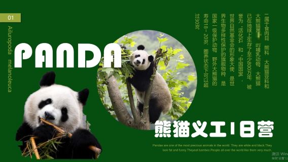 四川成都熊貓樂園義工一日營研學（卧龍基地）10人內小團【帶隊老師全程陪同（拍照+視頻 ）+自助午餐】