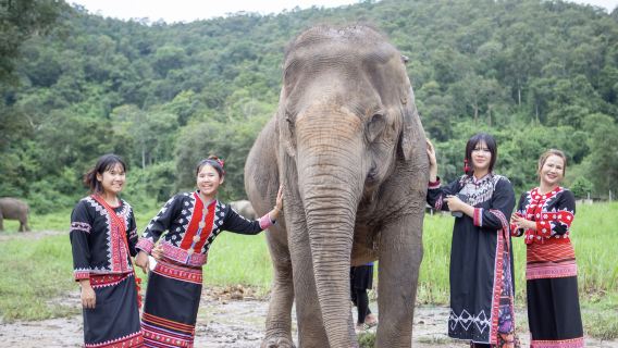 Уход за слонами в лагере Chokchai Elephant Camp (полдня)