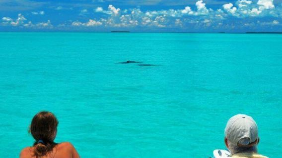 Key West: Ökotour zur Delfinbeobachtung