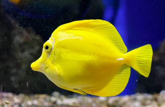 奧尼里亞水族館入場門票小童