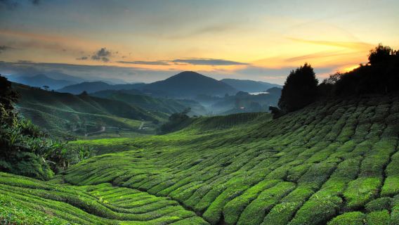 Tour Privato Personalizzato nelle Cameron Highlands – Mezza Giornata o Giornata Intera