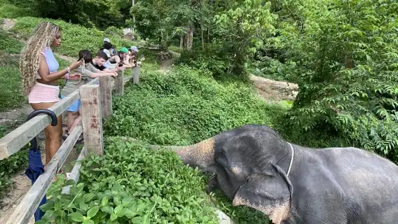 [ปางช้างคาลิม] ปางช้างคาลิม/เรียนรู้การดูแล·ปฏิสัมพันธ์อย่างใกล้ชิด·โอบกอดเพื่อนตัวยักษ์