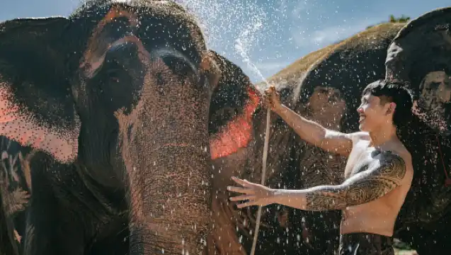 【普吉島|大象營半日遊】:自然課堂·與大象親密互動|自製象食/餵食互動/泥漿 SPA|飯店接駁