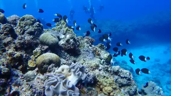 日本沖繩慶良間半日遊｜那霸市區接駁｜浮潛（贈魚餌）海上拖曳傘