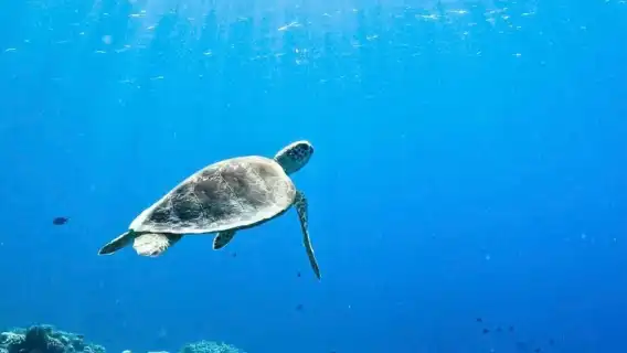 日本沖繩慶良間半日遊｜那霸市區接駁｜浮潛（贈魚餌）海上拖曳傘