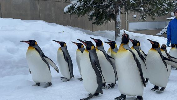 日本札幌來回美瑛青池富良野/可小樽登別北海道多日包車-精選