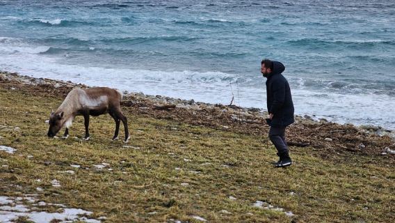 Từ Tromsø: Tour tham quan động vật hoang dã Bắc Cực và vịnh hẹp bằng ô tô