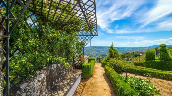 Lembah Douro: Tur Pribadi & Mencicipi Anggur & Minyak Zaitun dengan Pemandu
