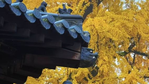 古觀音禪寺半日遊【上午場：三環內上門接送】金秋賞千年手植銀杏