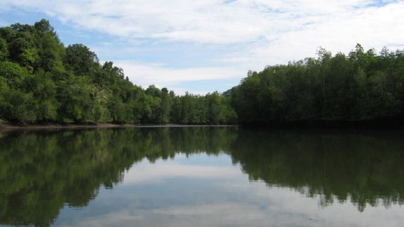 Langkawi mangrove cruise and snorkeling tour