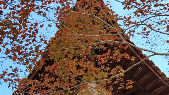 德清莫干山一日遊【私人導覽+開車上山+行程可調整+司兼導陪同】