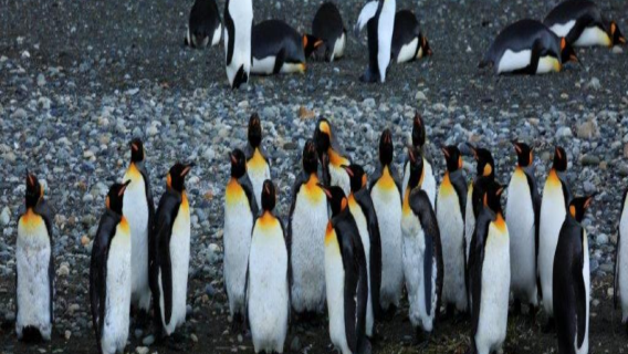 Tempat tidur feri Punta Arenas Chili ke Tierra del Fuego