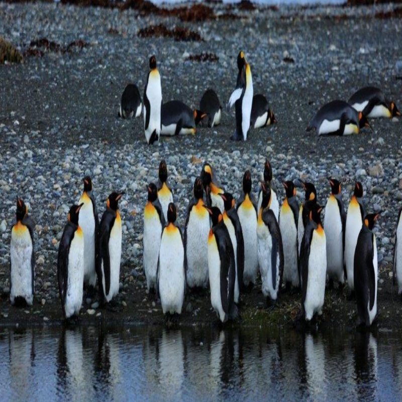 Phà khứ hồi từ Punta Arenas Chile đến đảo Tierra del Fuego