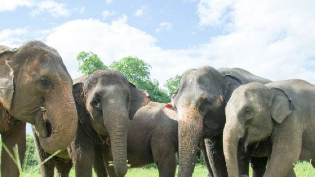 Lawatan Sehari Chiang Mai Elephant Nature Park + Doi Suthep + Pintu Gerbang Tha Phae + Warorot dengan Sewaan Peribadi Berbahasa Cina