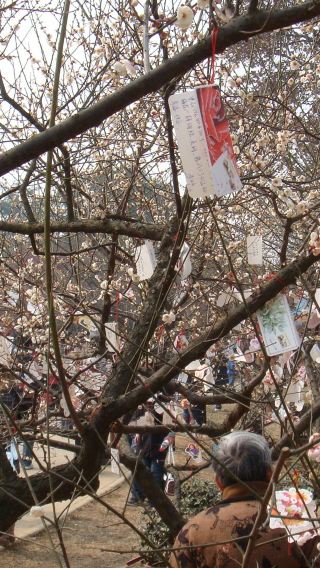 Wuhan East Lake Mo Mountain Plum Garden Explore