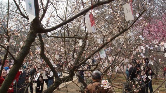 Esplora il Giardino dei Pruni di Mo Mountain al Lago Est di Wuhan