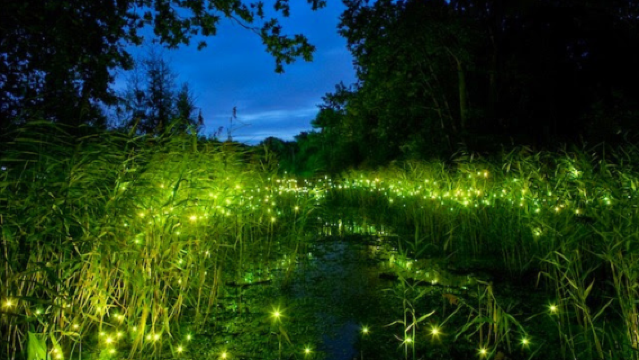 Tur pribadi setengah hari Desaru Johor|Taman Mini Satwa + Kunang-Kunang|Tiket masuk semua termasuk|Berangkat dari Johor Bahru