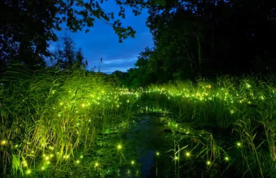 柔佛迪沙魯半日包車遊|迷你動物園+螢火蟲|門票全包|新山出發