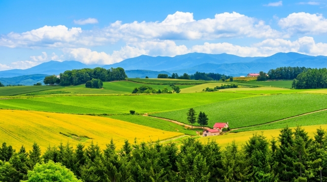 Furano Patchwork Road, Farm Tomita, Panoramic Flower Gardens