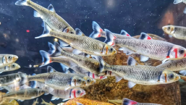 美國亞特蘭大植物園-佐治亞水族館可定制【中文專車-悅享旅程】