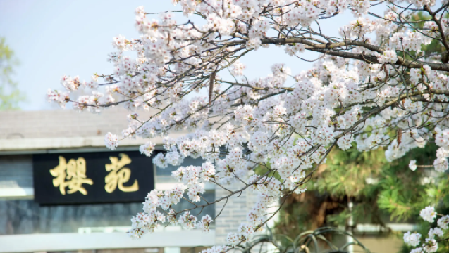 南京專業導遊講解，南京當地導遊中文/英文 (多種小語種可選)【中山陵+總統府+牛首山文化旅遊區等景點，景點可調】