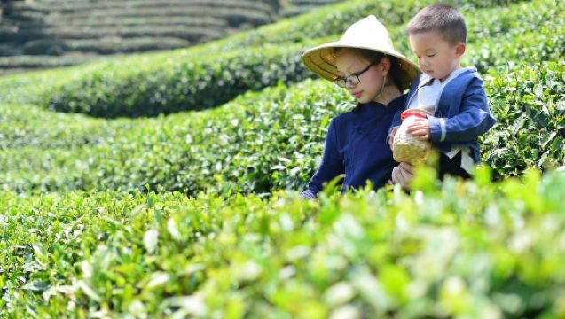 Tour di un giorno a Xishuangbanna, Yunnan: Esperienza di raccolta del tè ed esplorazione del villaggio Dai (gruppo da 1-8 persone)