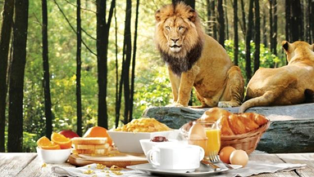 Bali Safari Breakfast with Lions - Animal Encounter & Dining Experience