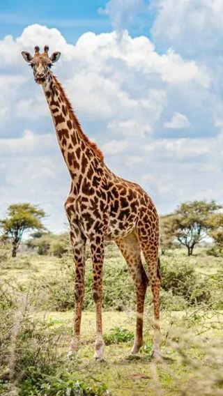 1-day tour to Nairobi National Park + Sheldrick Wildlife Trust Nursery + Giraffe Centre from Nairobi, Kenya | from 1 person