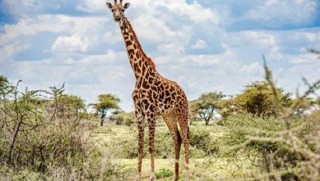 Passeio pelo Parque Nacional de Nairóbi no Quênia - Orfanato de Elefantes/Centro de Girafas - Reservas a partir de 1 pessoa