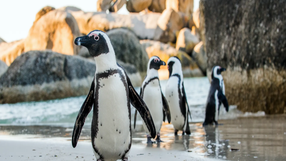 [Sewaan Peribadi Bahasa Cina] Rizab Penguin + Lebuhraya Chapman Puncak Twelve Apostles + Teluk Hout + Pulau Anjing Laut