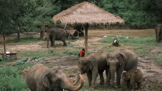 Gói trải nghiệm tại Trại bảo tồn voi Pattaya (Elephant Jungle Sanctuary)