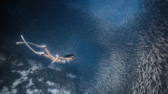 Filippine, Bohol Island [Snorkeling con le sardine (immersione in apnea) e immersione profonda|Non devi alzarti presto|Servizio di prelievo e consegna a domicilio