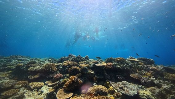 ดำน้ำตื้นที่อุทยานแห่งชาติเกาะเครามะ โอกินาวา: สำรวจ 2-3 จุดดำน้ำ | บริการถ่ายภาพฟรี | ออกจากนาฮะ