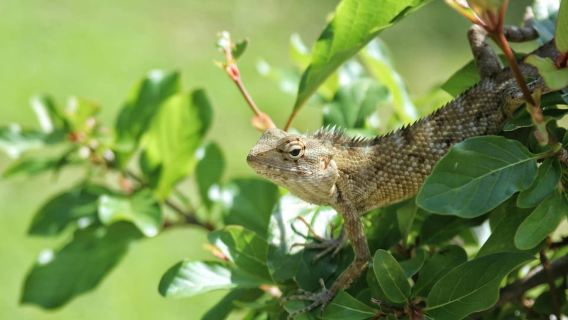 Village, Wild Life & Lake Visit Tour: from Hambantota Port