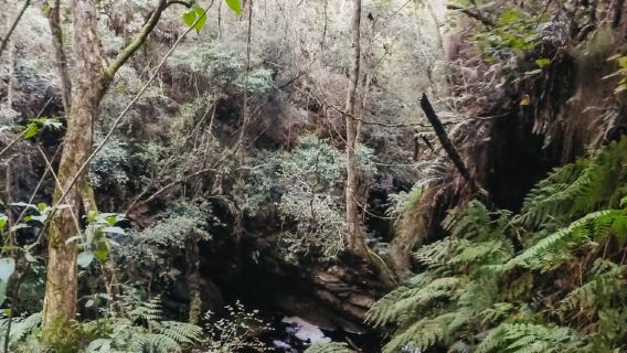 Plettenberg Bay: Canyoning Trip