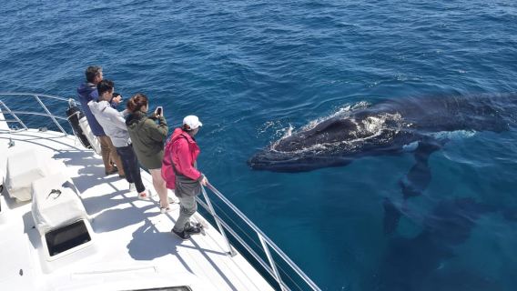 Whale Watching Cruise from Busselton, Augusta or Dunsborough