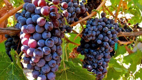 From Atlanta: Half-Day Wine Country Tour