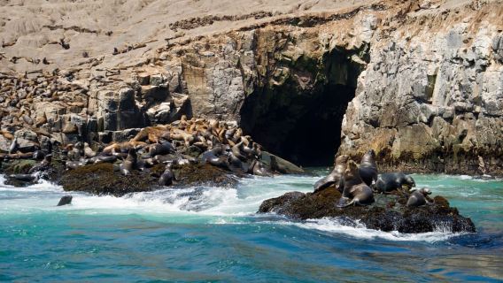 Lima: Sea Lion Swim and Wildlife Palomino Islands Cruise