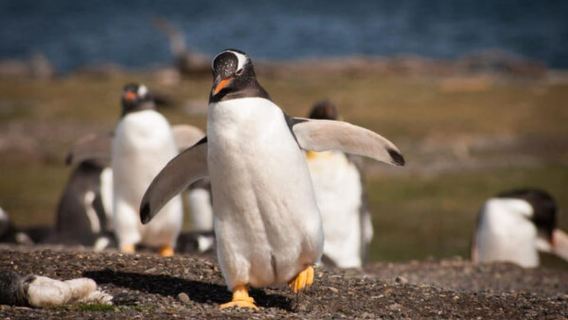 ウシュアイア：ビーグル水道とペンギン島