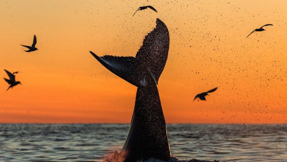 Traditional whale-watching tour in Husavik, Iceland | 3-hr oak boat tour | includes warm suits