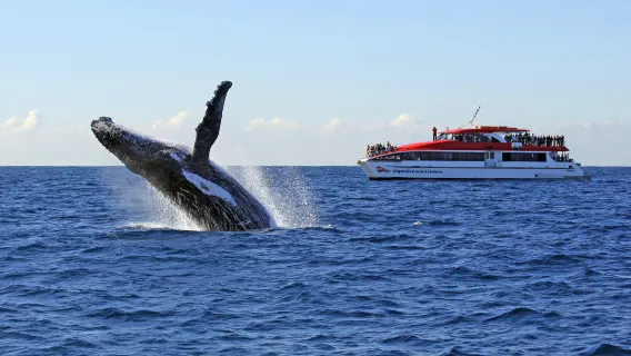 Croisière d'observation des baleines au départ de Sydney (départs depuis plusieurs quais)|Durée variable)