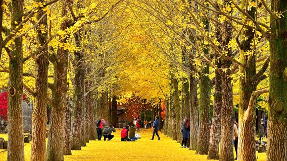 Gyeonggi-do, South Korea|Nami Island X Petite France X Italian Village