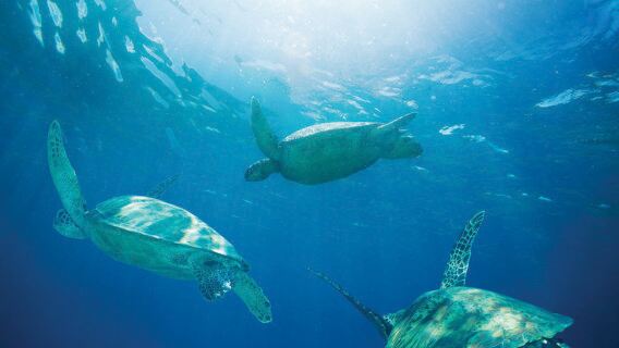 Waikiki Turtle, Snorkel and Lunch