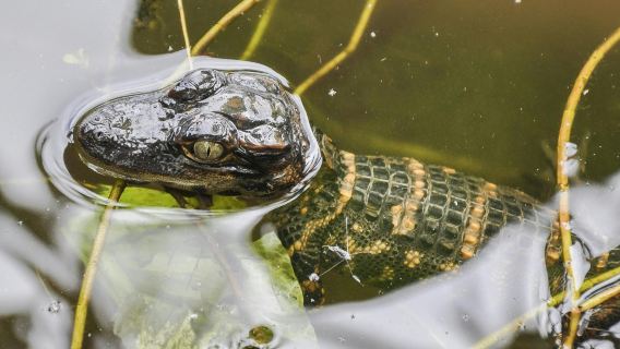 Everglades airboat ride with Biscayne Bay boat tour and transportation