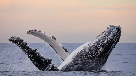 Crociera per l'avvistamento delle balene a Sydney [OZ|barca nera/bianca/grigia famosa sui social|Fantasea|Captain Cook: crociere e motoscafi disponibili, partenze da diversi moli, pacchetti opzionali