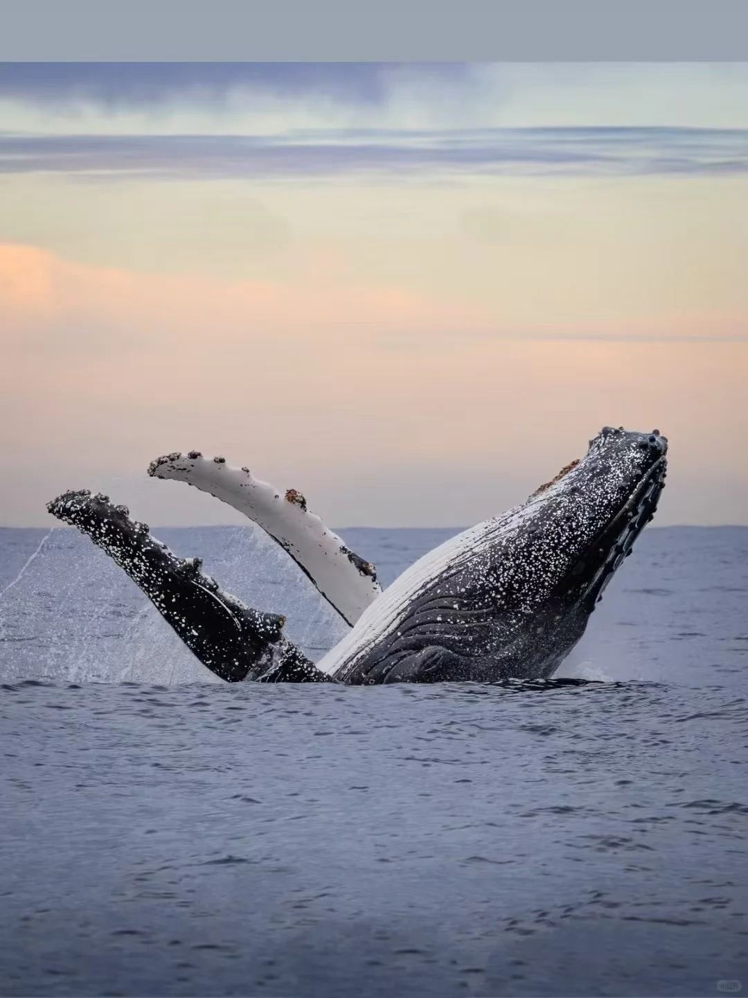 Sydney Whale Watching Cruise at Sea [OZ|Internet-famous black/white/gray boat|Fantasea|Captain Cook various cruises and speedboating options/multiple departure piers/multiple packages available]