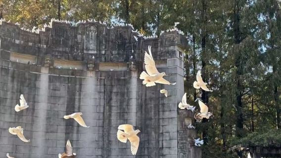 9人團丨南京總統府+中山陵景區+音樂台+美齡宮+明孝陵夫子廟