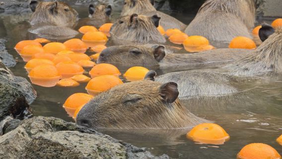 Mt.Omuro & Capybara Cuddles Tour from Tokyo