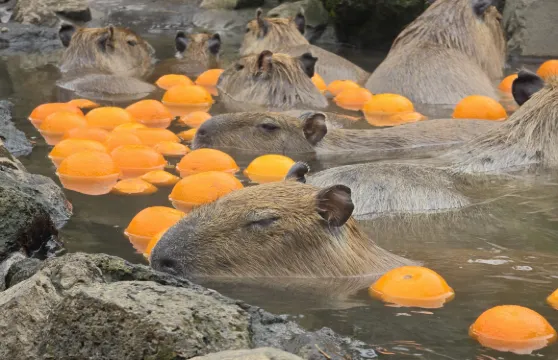 靜岡伊豆大室山、來宮神社、伊豆仙人掌動物園擁抱水豚一日遊！東京出發